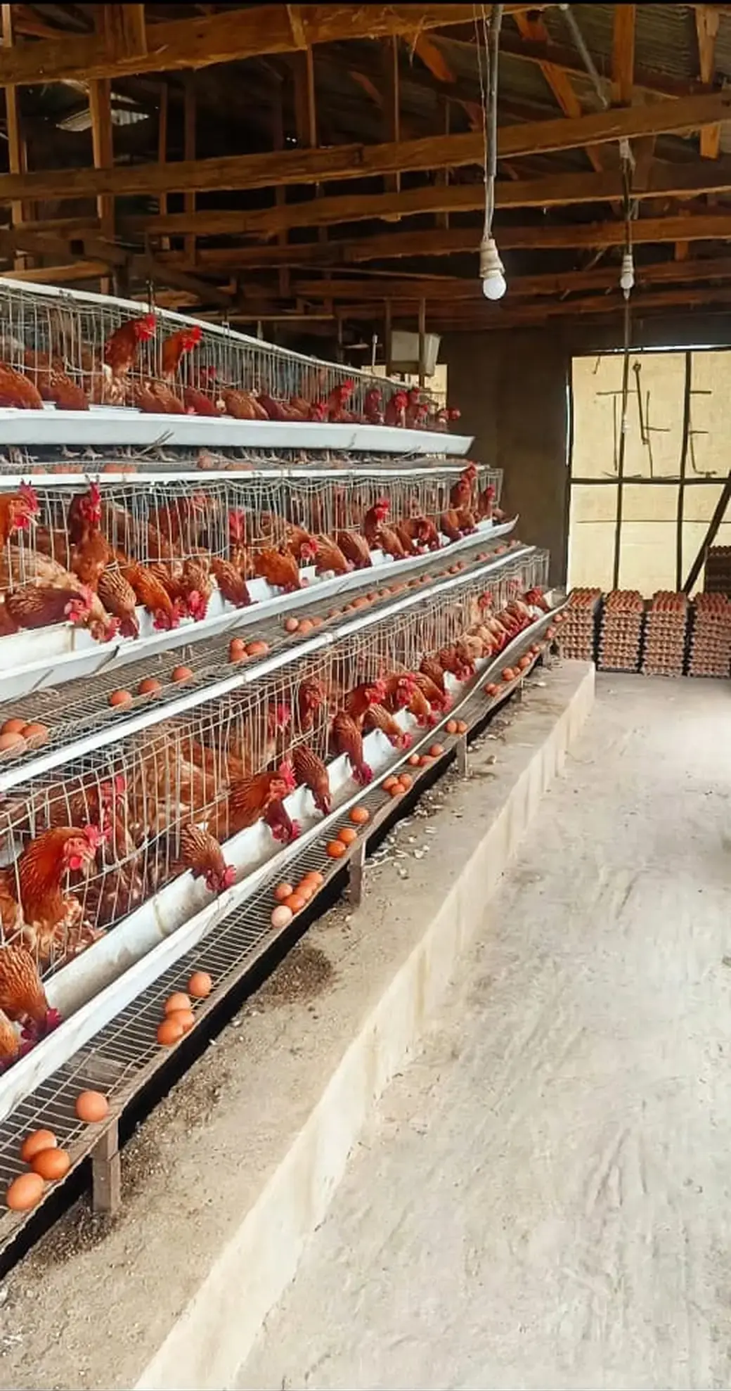 Healthy laying hens producing golden-brown eggs at a poultry farm